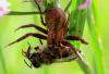 Xysticus sp.